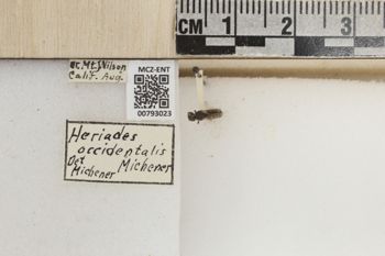 Media type: image;   Entomology 793023 Aspect: Labels